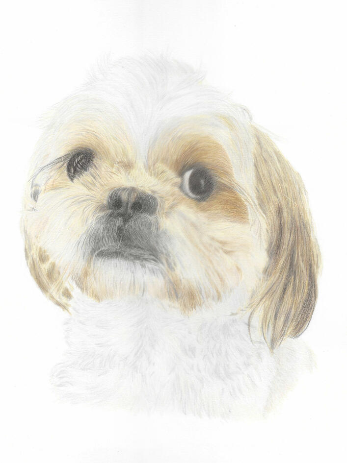 Shih Tzu Shih Tzu