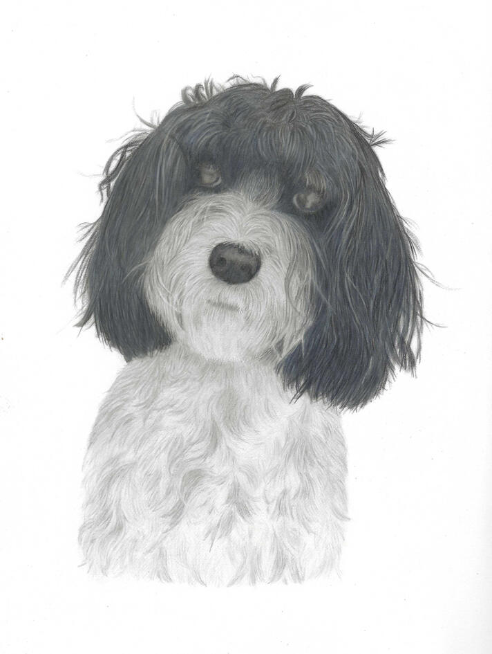 Cockapoo Cockapoo