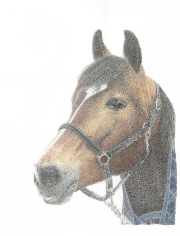 Equine