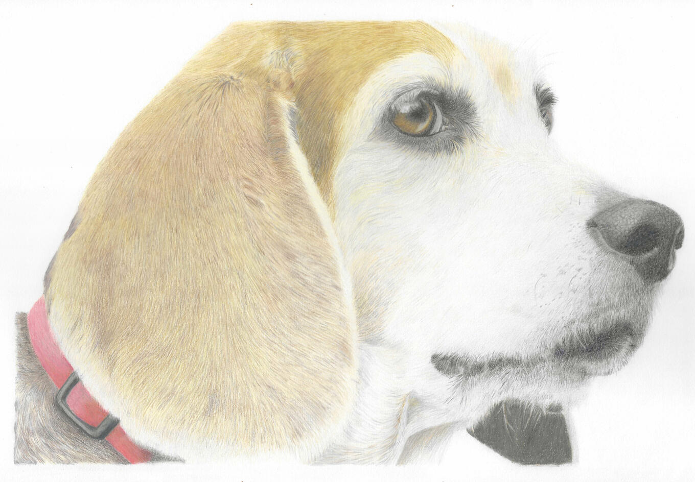 Beagle Beagle