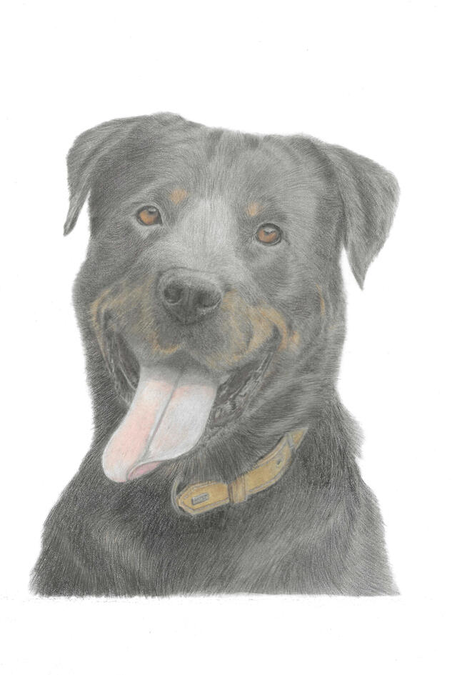 Rottie Rottie