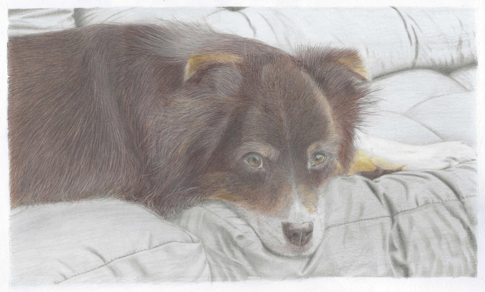 Sheperd Dog
