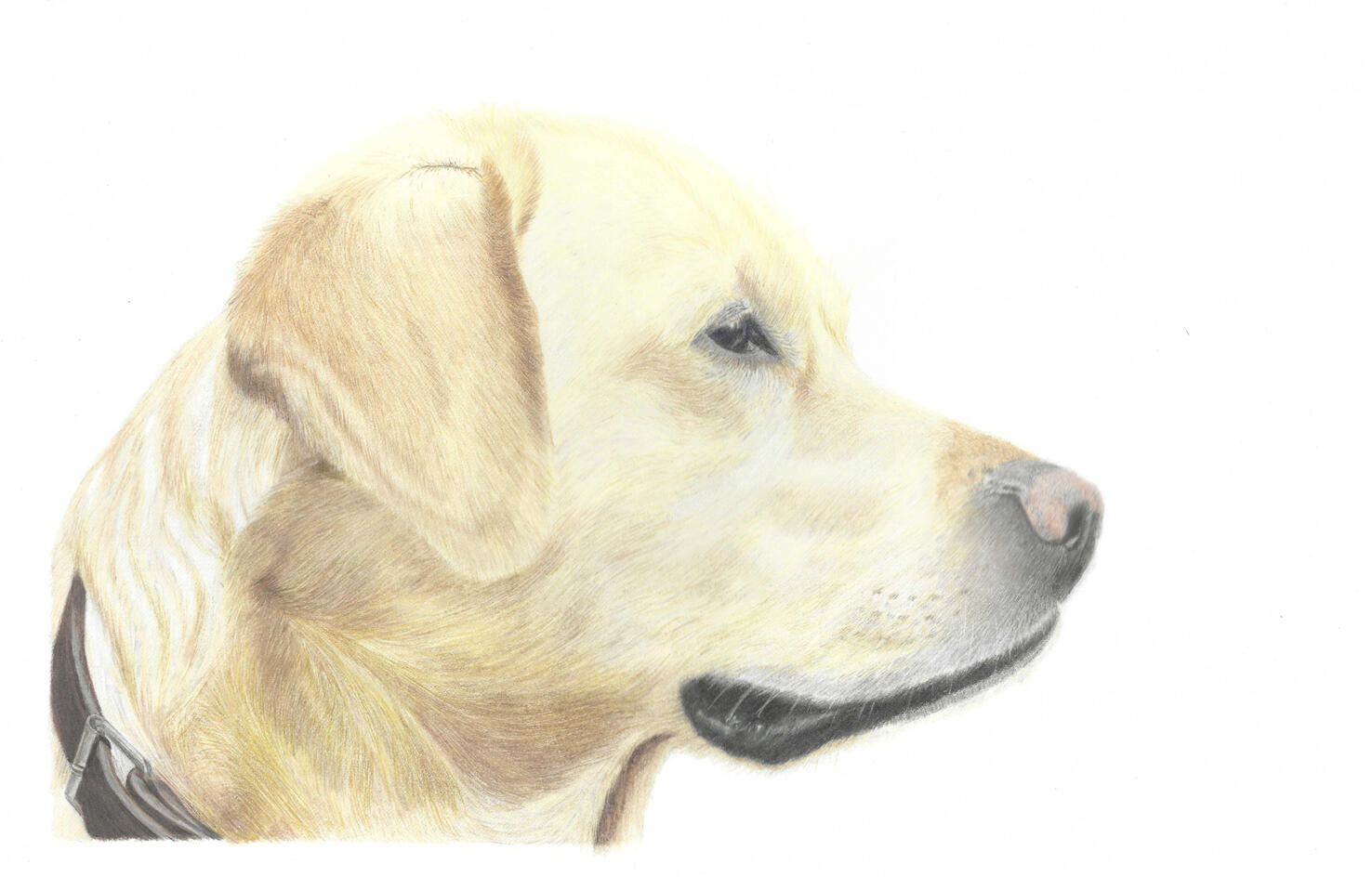 Labrador