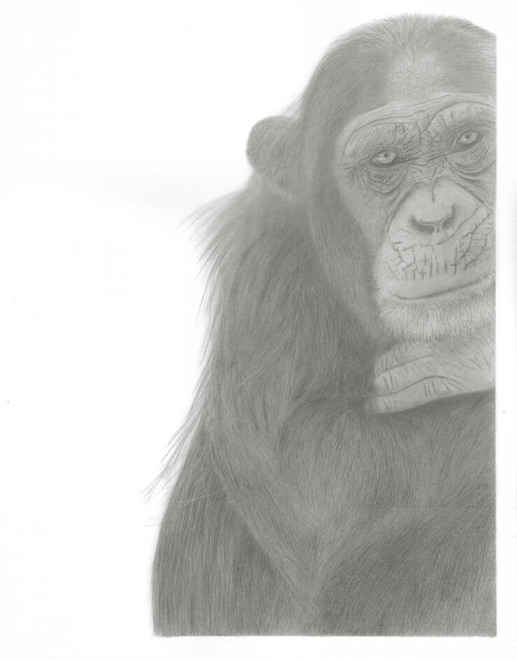Chimp